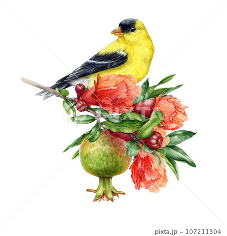 Goldfinch bird on a pomegranate tree branch decor. Watercolor illustration. Hand painted beautiful bird with flowers, fruit and leaf decoration. Isolated on white background Goldfinch bird on a pomegranate tree branch decor. Watercolor illustration. Hand painted beautiful bird with flowers, fruit and leaf decoration. Isolated on white background 107211304