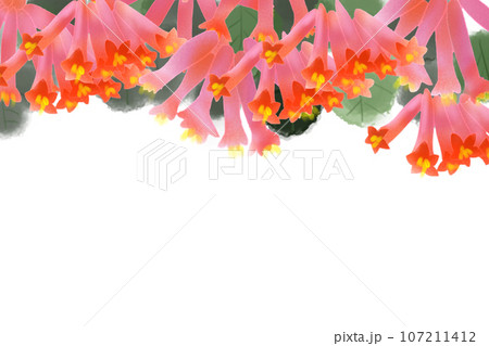 突抜忍冬(ツキヌキニンドウ)の花のカード3 突抜忍冬(ツキヌキニンドウ)の花のカード3 107211412