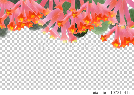 突抜忍冬(ツキヌキニンドウ)の花のカード3 突抜忍冬(ツキヌキニンドウ)の花のカード3 107211412