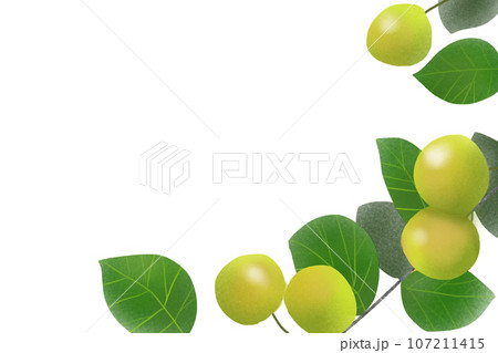 グァバの実のカード グァバの実のカード 107211415