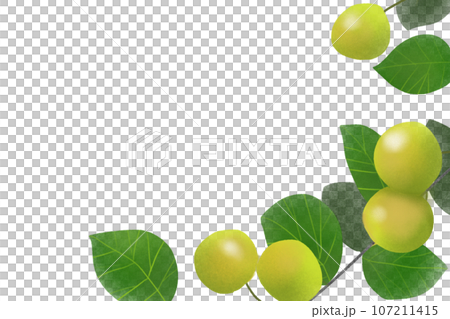 グァバの実のカード グァバの実のカード 107211415