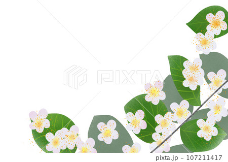 グァバの花のカード 107211417