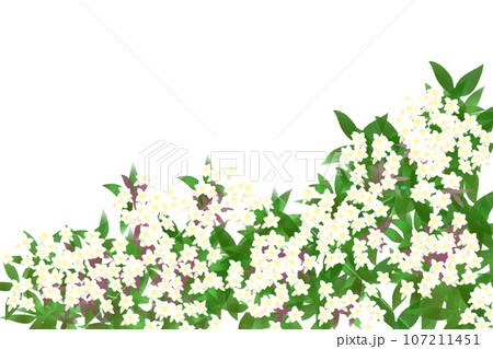 アベリアの花のカード4 107211451