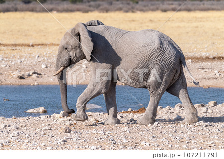 African Elephant drinking at a waterhole 107211791