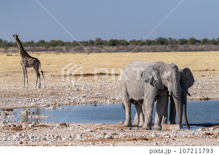 African Elephant drinking at a waterhole African Elephant drinking at a waterhole 107211793