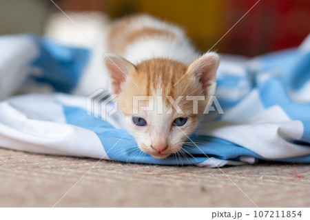 Small pretty kitten, on blue background 107211854
