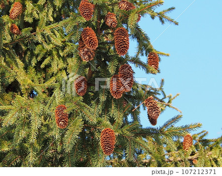 Spruce branches with large brown cones, juicy greenery against the blue sky. The awakening of nature, early spring, close-up. Spruce branches with large brown cones, juicy greenery against the blue sky. The awakening of nature, early spring, close-up. 107212371