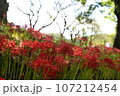曼珠沙華 107212454