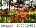 彼岸花畑 107212455