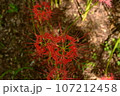 彼岸花と地面 107212458