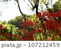 彼岸花園 107212459