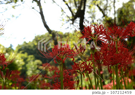 彼岸花園 彼岸花園 107212459