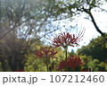 早朝の彼岸花園 107212460