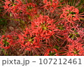 彼岸花(真上から) 107212461
