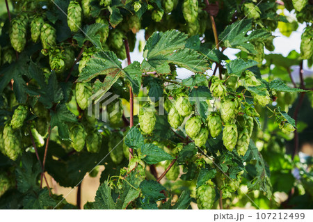 Wild hop vines, branches with a harvest of mature cones, close-up idea for background or advertising Wild hop vines, branches with a harvest of mature cones, close-up idea for background or advertising 107212499