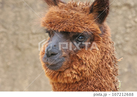 アルパカ アルパカ 107212688