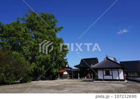 岡山県勝田郡勝央町勝間田にある大銀杏で知られる「真福寺」:大銀杏と本堂 岡山県勝田郡勝央町勝間田にある大銀杏で知られる「真福寺」:大銀杏と本堂 107212690