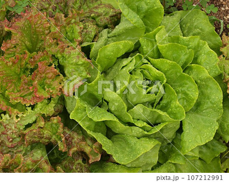 畑のサニーレタスとサラダナ 107212991