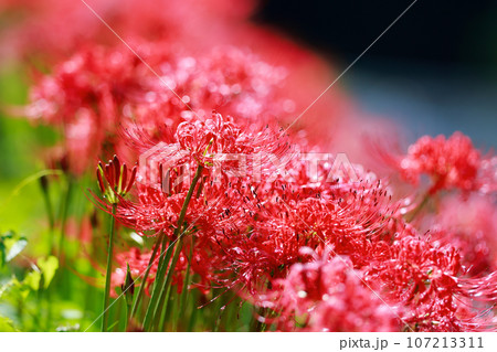 土佐山の彼岸花 107213311