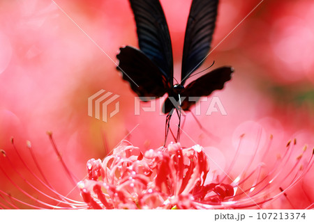 彼岸花　黒揚羽蝶　クロアゲハチョウ 107213374