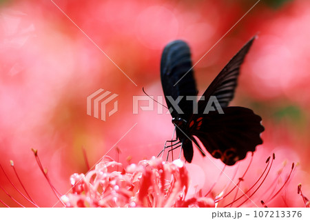 彼岸花 黒揚羽蝶 クロアゲハチョウ 彼岸花 黒揚羽蝶 クロアゲハチョウ 107213376