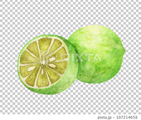 Watercolor painting of  lime. 107214658
