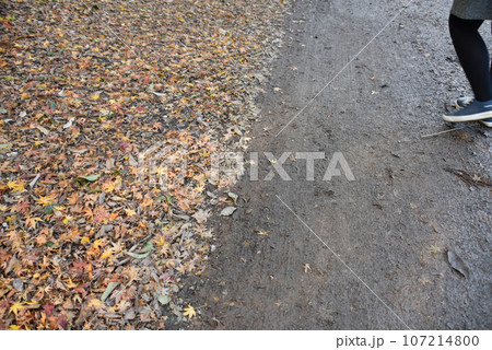 冬の落ち葉と散歩道 冬の落ち葉と散歩道 107214800