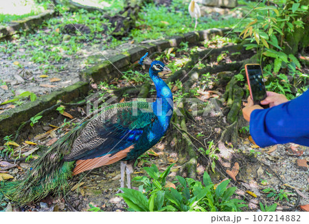Person taking photography of Peafowl or peacock against resting in Malaysia, Kuala Lumpur 107214882