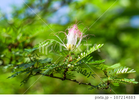 Flower of Calliandra surinamensis growing in Malaysia 107214883