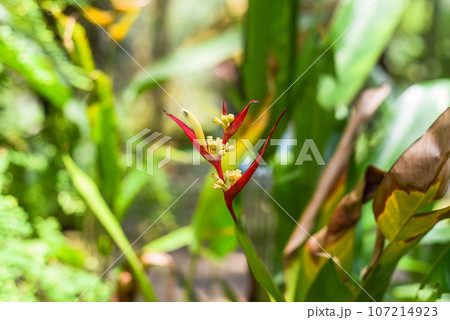 Heliconia collinsiana (platanillo) growing in Malaysia 107214923