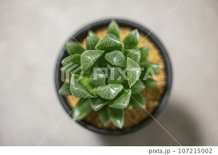 多肉植物　ハオルチア　オブツーサ 107215002