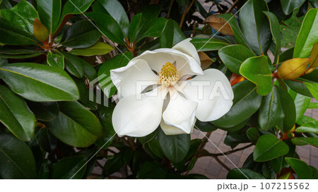 A large creamy-white southern magnolia flower 107215562