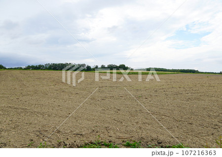 ヒマワリが終わったあとの北竜ひまわりの里 ヒマワリが終わったあとの北竜ひまわりの里 107216363