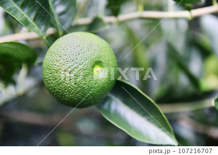 収穫前の平兵衛酢 107216707