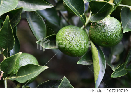 収穫前の平兵衛酢 107216710