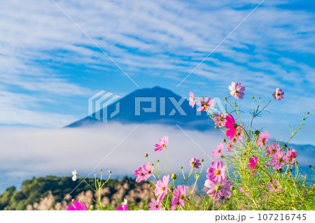 (山梨県)河口湖大石公園・満開のコスモスと富士山 (山梨県)河口湖大石公園・満開のコスモスと富士山 107216745