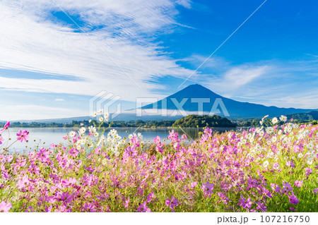 （山梨県）河口湖大石公園・満開のコスモスと富士山 107216750
