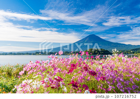 （山梨県）河口湖大石公園・満開のコスモスと富士山 107216752