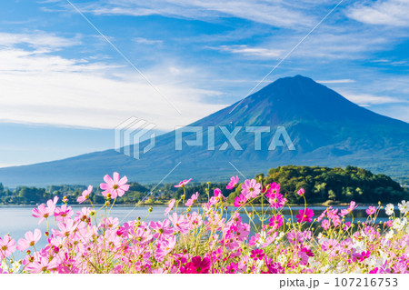 (山梨県)河口湖大石公園・満開のコスモスと富士山 (山梨県)河口湖大石公園・満開のコスモスと富士山 107216753