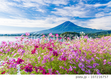 (山梨県)河口湖大石公園・満開のコスモスと富士山 (山梨県)河口湖大石公園・満開のコスモスと富士山 107216757