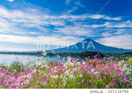 (山梨県)河口湖大石公園・満開のコスモスと富士山 (山梨県)河口湖大石公園・満開のコスモスと富士山 107216766