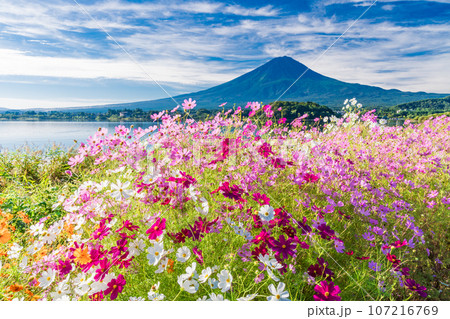 (山梨県)河口湖大石公園・満開のコスモスと富士山 (山梨県)河口湖大石公園・満開のコスモスと富士山 107216769