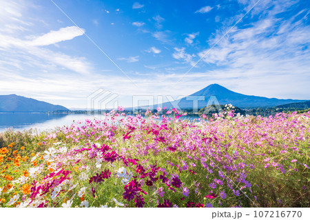 (山梨県)河口湖大石公園・満開のコスモスと富士山 (山梨県)河口湖大石公園・満開のコスモスと富士山 107216770