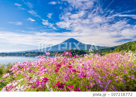 (山梨県)河口湖大石公園・満開のコスモスと富士山 (山梨県)河口湖大石公園・満開のコスモスと富士山 107216772