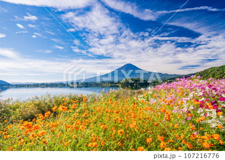 (山梨県)河口湖大石公園・満開のコスモスと富士山 (山梨県)河口湖大石公園・満開のコスモスと富士山 107216776