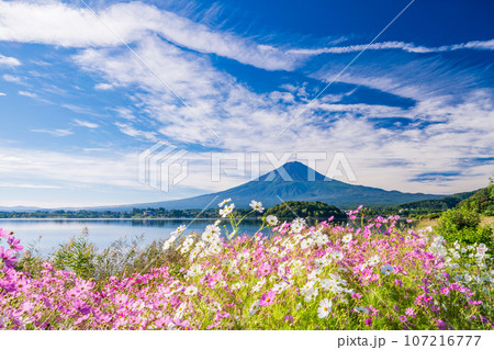 （山梨県）河口湖大石公園・満開のコスモスと富士山 107216777