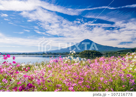 (山梨県)河口湖大石公園・満開のコスモスと富士山 (山梨県)河口湖大石公園・満開のコスモスと富士山 107216778
