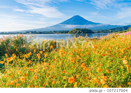 (山梨県)河口湖大石公園・黄花コスモスと富士山 (山梨県)河口湖大石公園・黄花コスモスと富士山 107217004