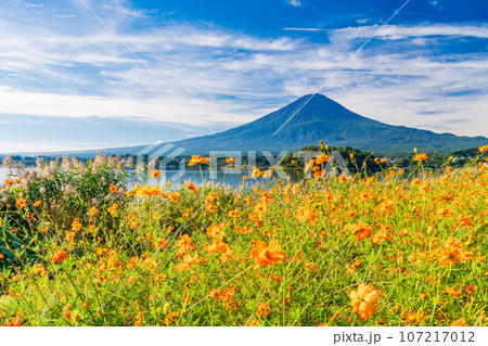 (山梨県)河口湖大石公園・黄花コスモスと富士山 (山梨県)河口湖大石公園・黄花コスモスと富士山 107217012