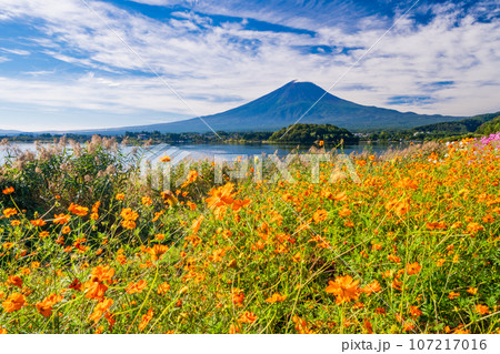 （山梨県）河口湖大石公園・黄花コスモスと富士山 107217016